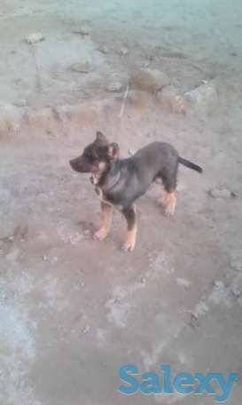 Стаффорд, фотография 1