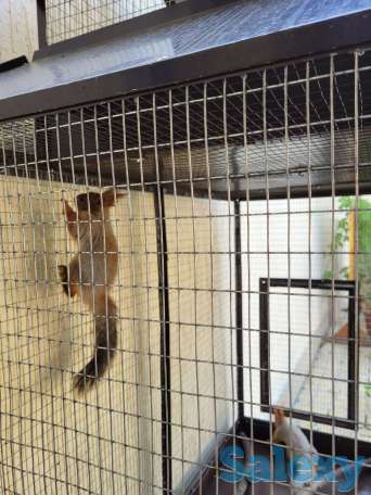 Белочки красивые, парочка, фотография 1