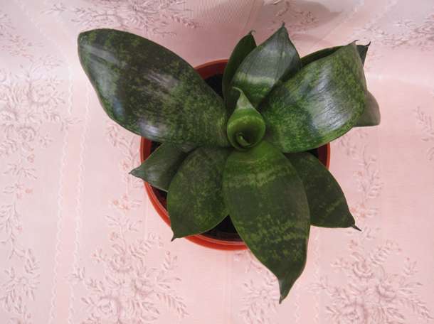 Продаю комнатный цветок Сансевиерия сорт Хахнии, фотография 4