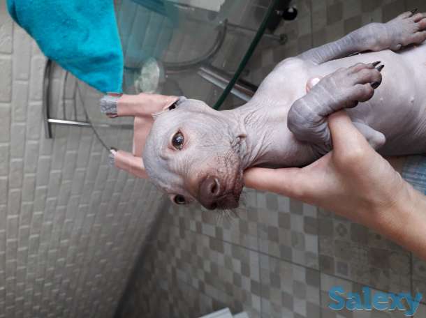 Щенки Ксолотицкунтли мини, фотография 7