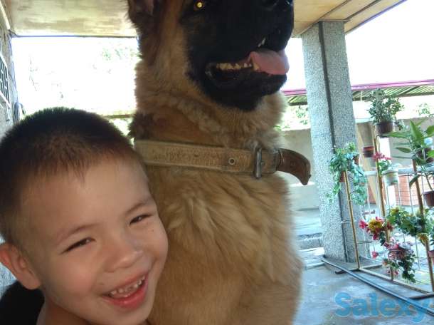 Продаю щенков немецкой овчарки, фотография 2