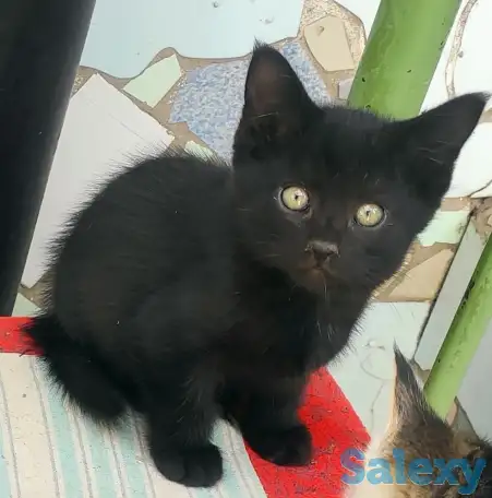 Отдаем котят в хорошие руки, фотография 3