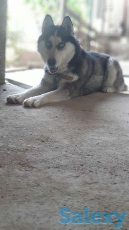 Сибирская хаски родословная девочка по кличке Тайга, фотография 3