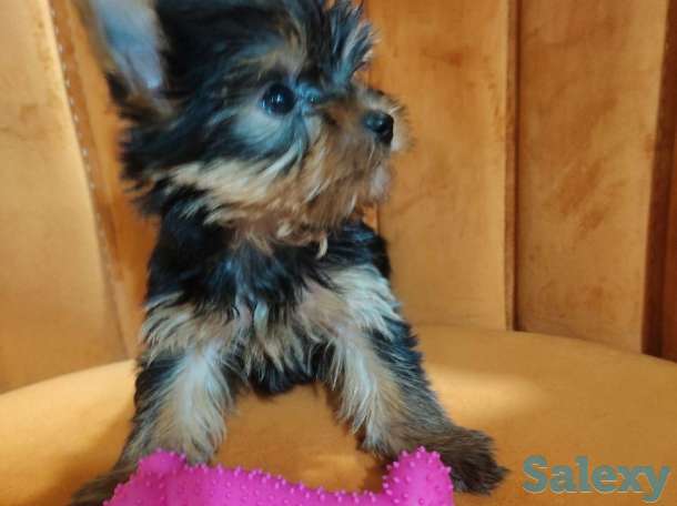 Продаются клубные щенки йоркширского терьера миники., фотография 6