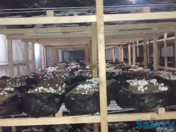 готовим на заказ компост и мицелий, фотография 4