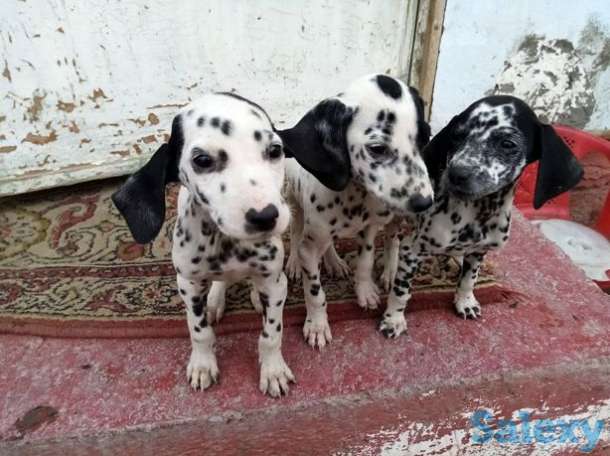 Чистокровная далматинец, фотография 1