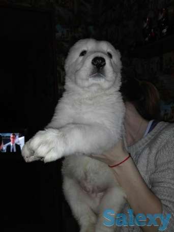 Продается щенок алабая, фотография 2