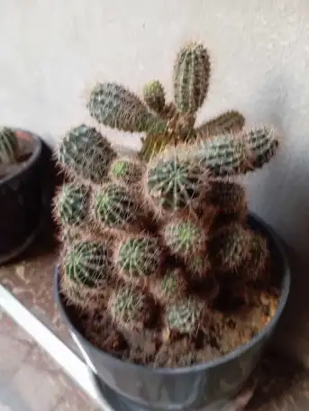 Срочно продам комнатные растения, фотография 6