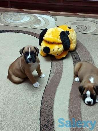 Новогодняя распродажа немецкий боксер, фотография 1