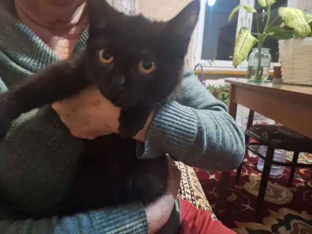 Чёрные котик и кошечка, фотография 2