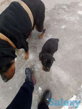 РОТВЕЙЛЕР КУЧУК сотилади эркак. 1дона, фотография 1