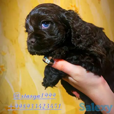 , фотография 2