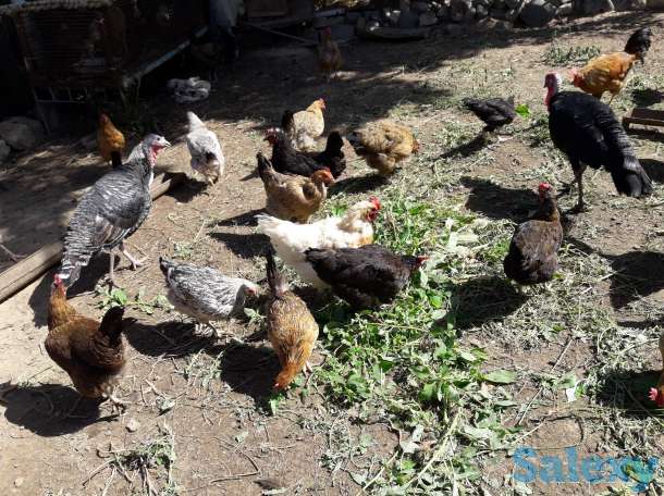 Продам Дачу, Ташкентская область, фотография 4