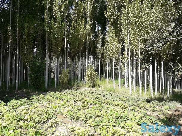 Продам Дачу, Ташкентская область, фотография 3