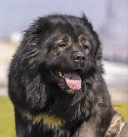 Щенки кавказской овчарки, фотография 2