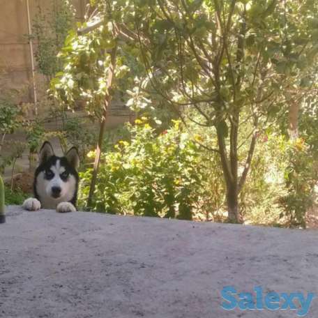 Сибирская хаски родословная девочка по кличке Тайга, фотография 5