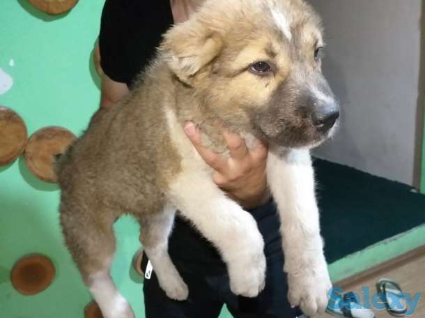 Среднеазиатское овчарка Алабай, фотография 2