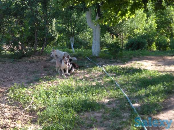 Продам Дачу, Ташкентская область, фотография 6