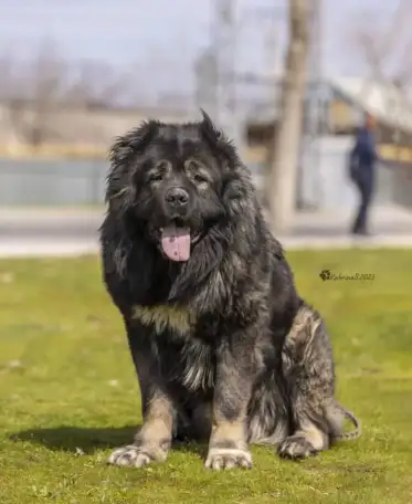 Щенки кавказской овчарки, фотография 1