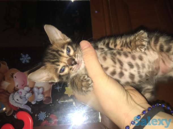Чистокровные бенгальские котята, фотография 1
