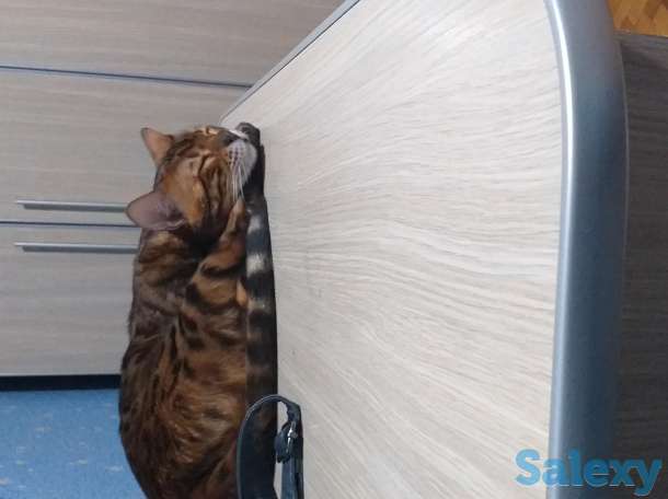 Бингальский кот, родословный, с документами и прививками, фотография 1