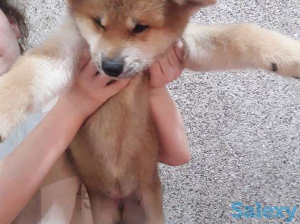 Акита от чемпиона, фотография 3