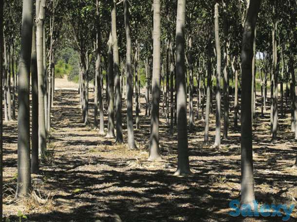 Павловния, фотография 4