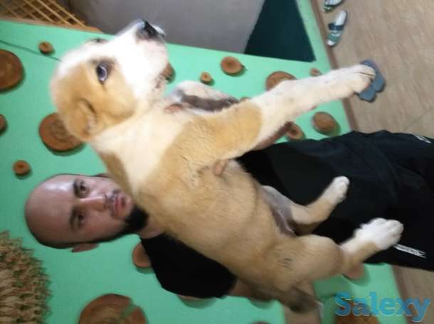 Среднеазиатское овчарка Алабай, фотография 6