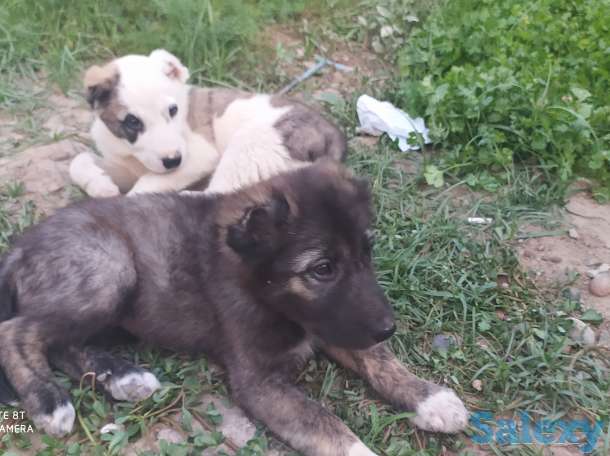 Кавказцы, фотография 6