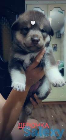 Продаются щенки Аляскинского маламута, фотография 6