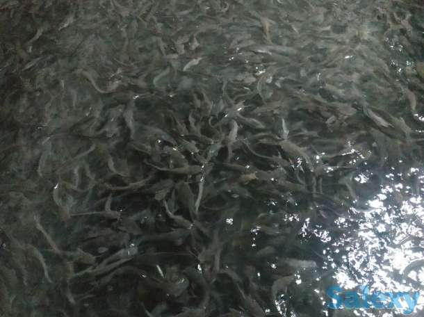 Продаётся рыбное хозяйство, готовый бизнес., фотография 3