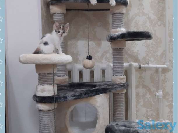 Когтеточка для кошки. Игровой комплекс для кошки. Дом для кошки., фотография 12