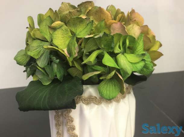 стабилизированные растения, фотография 1