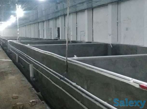Продаётся рыбное хозяйство, готовый бизнес., фотография 6