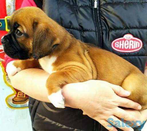 Щенки Немецкого боксёра клубные, фотография 1