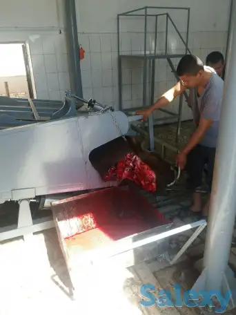 Оборудование для скотобойни (мясобойня) производительностью 20 голов в смену, фотография 3