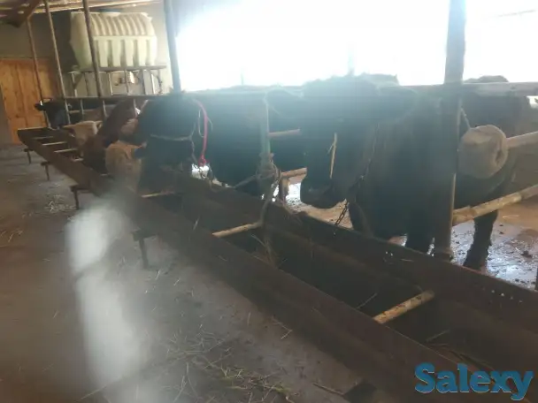 Продажа Ферма Дача, ТашОбл Юкори Чирчик Янги Бозор дахаси, фотография 11