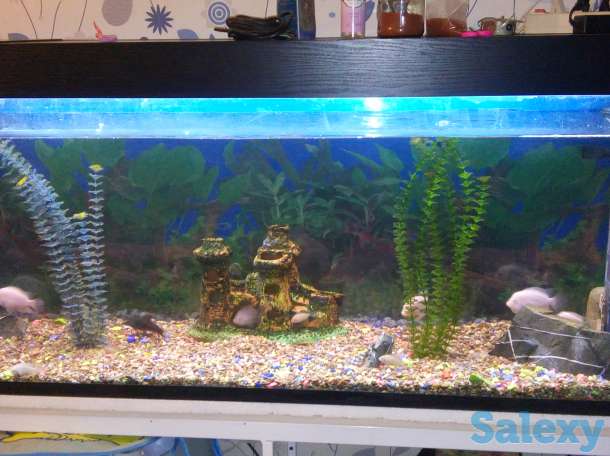 Аквариум, фотография 1