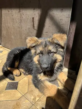 Продам два щенка немецкой овчарки, фотография 2