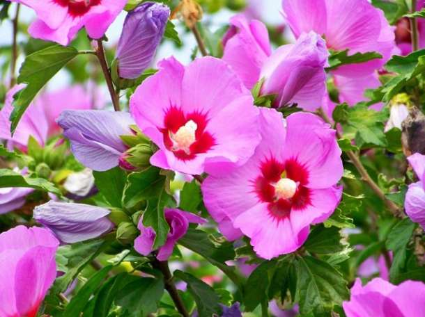 Декоративные растении, фотография 9