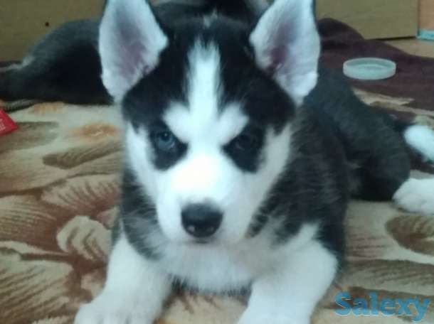 Щенки Сибирской Хаски, фотография 7