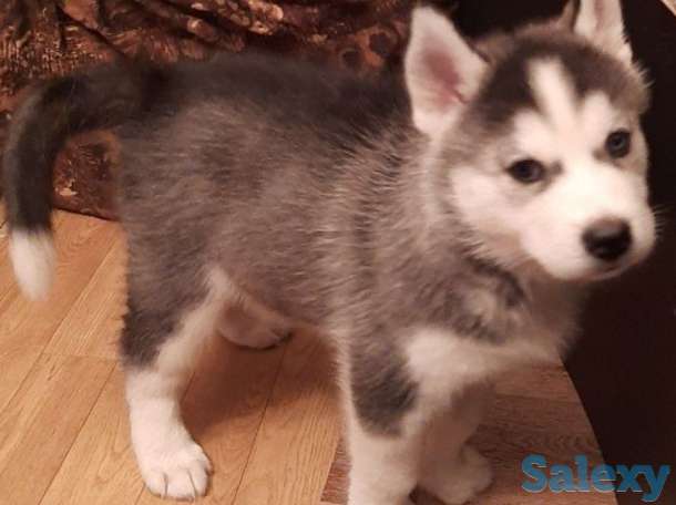 Щенки Сибирской Хаски, фотография 6