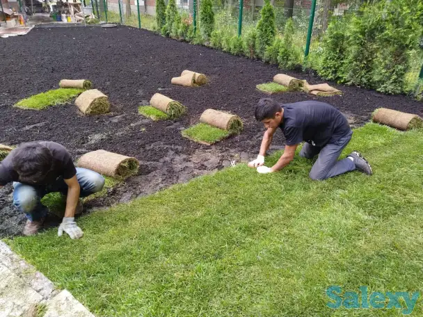 Трава газон готовый в рулонах есть и посевной, фотография 4