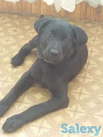 Срочно продается Алиментный лабрадор, фотография 3