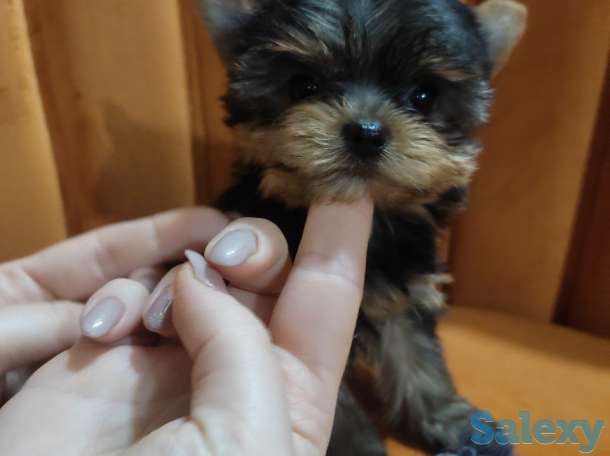 Продаются клубные щенки йоркширского терьера миники., фотография 1