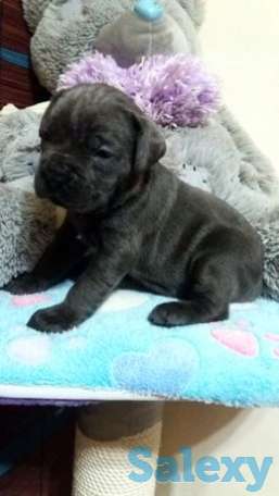 Шикарные щенки Кане Корсо, фотография 1