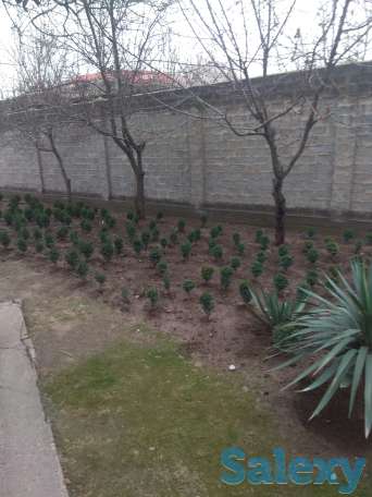 Sro4no prodaetsya dom 6.8 sotok, Tashkent Uzbekistan Maishiy Xizmat, фотография 6