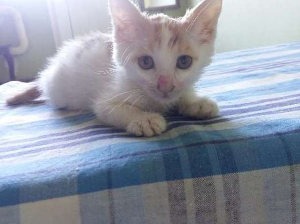 Отдам котят в хорошие руки!, фотография 4