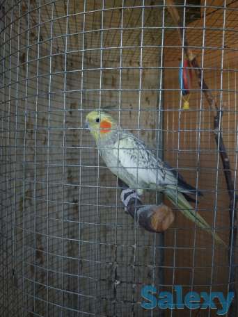 Продаётся попугай породы Корелла., фотография 1