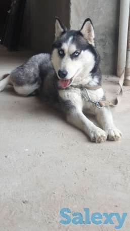 Сибирская хаски родословная девочка по кличке Тайга, фотография 4